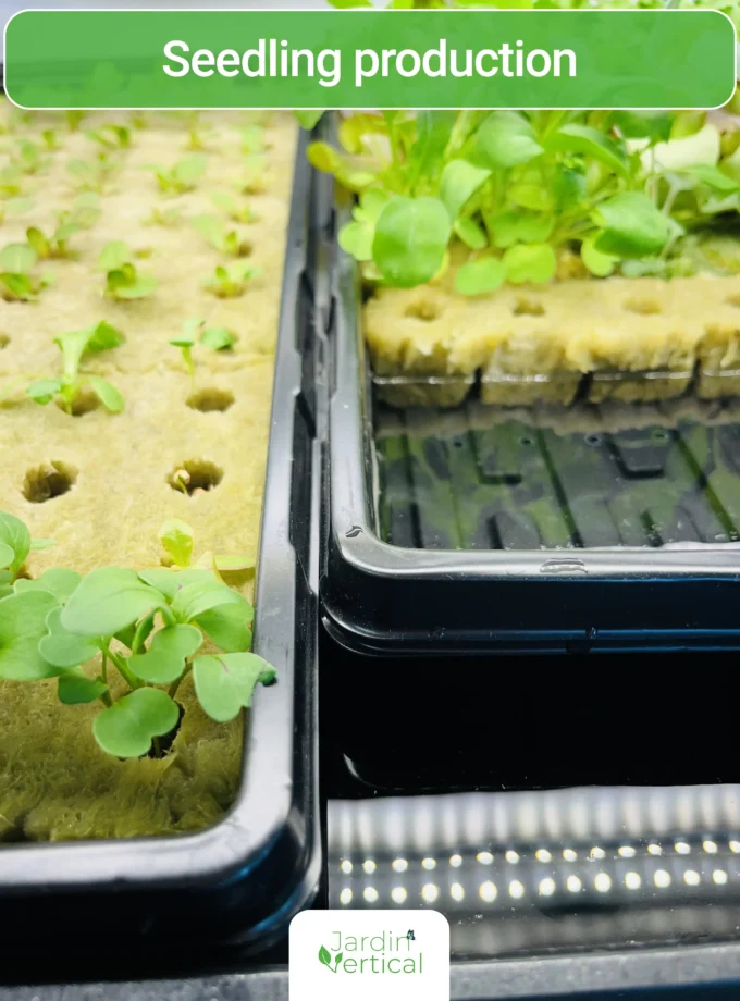 Fully automated seedlings and microgreens growing station