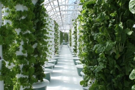 how aeroponics differs from hydroponics
